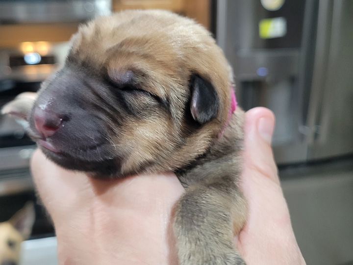 chinook puppy